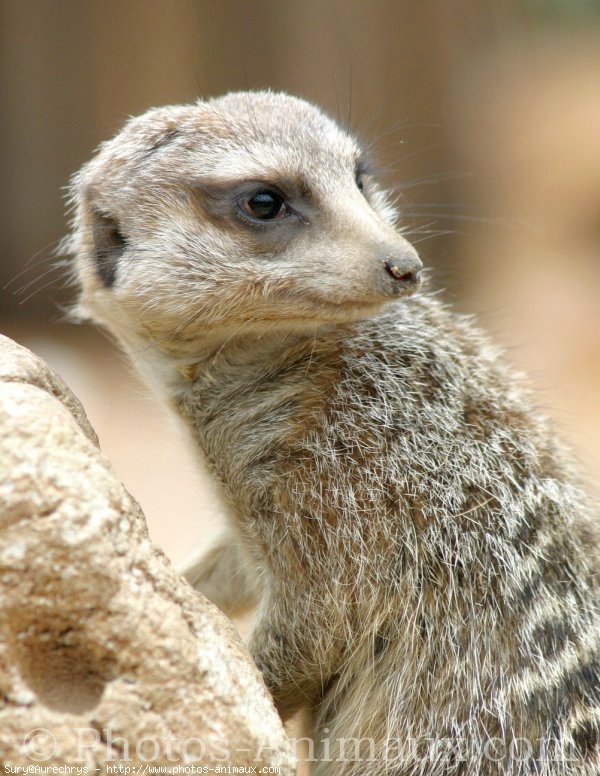 Photo de Suricate