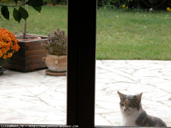 Photo de Chat domestique