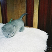 Photo de Chartreux