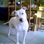 Photo d'American staffordshire terrier