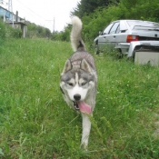 Photo de Husky siberien