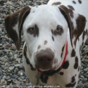 Photo de Dalmatien