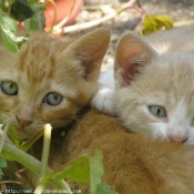 Photo de Chat domestique