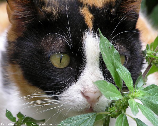 Photo de Chat domestique