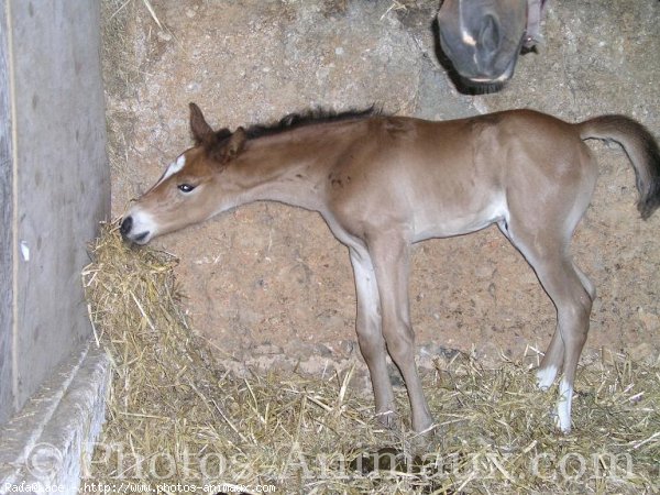 Photo de Palomino