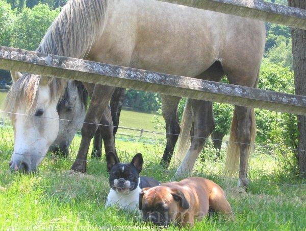 Photo de Races diffrentes