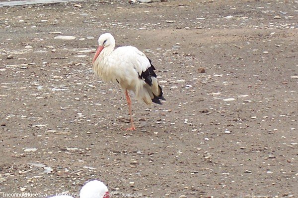 Photo de Cigogne