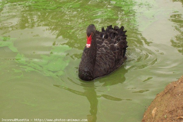 Photo de Cygne