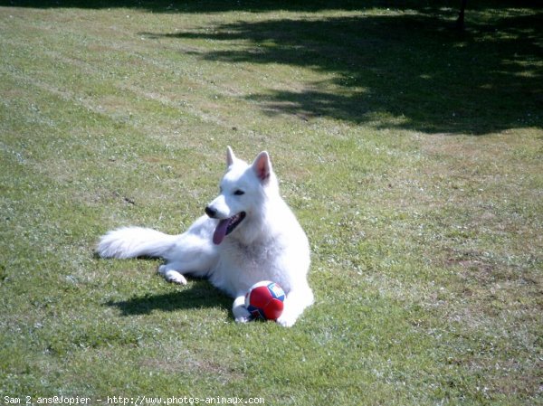 Photo de Berger blanc suisse