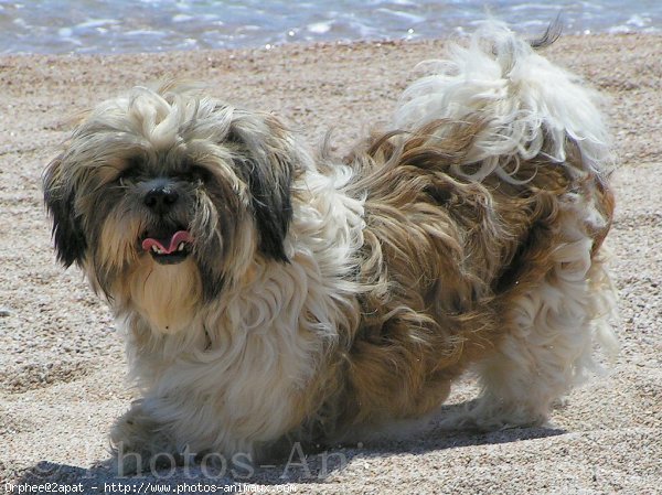 Photo de Shih tzu