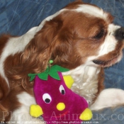 Photo de Cavalier king charles spaniel