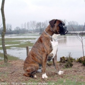 Photo de Boxer