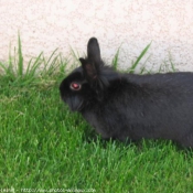 Photo de Lapin