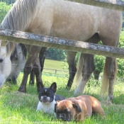 Photo de Races diffrentes