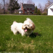 Photo de Lhassa apso