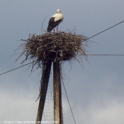 Photo de Cigogne