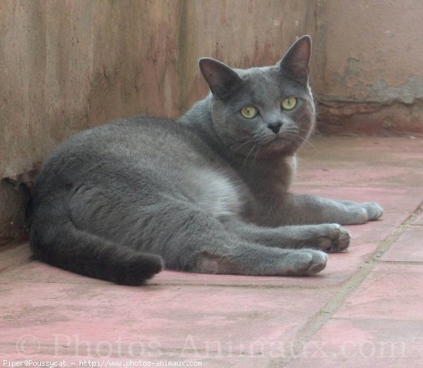 Photo de Chartreux