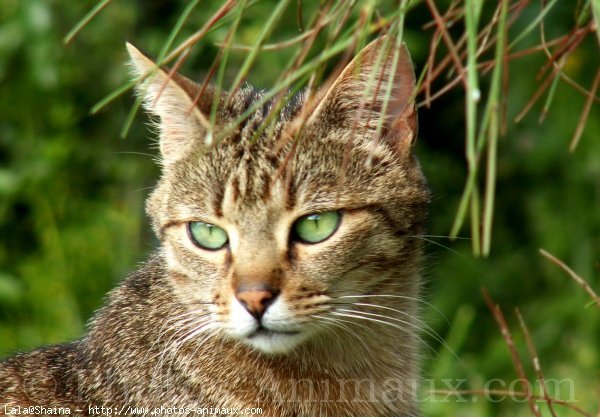 Photo de Chat domestique