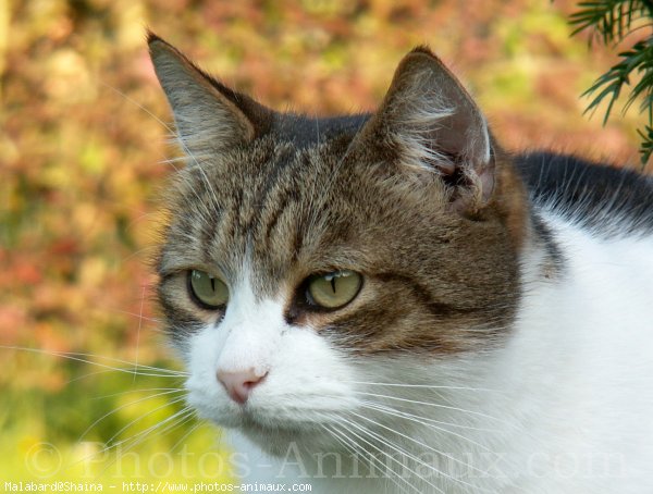 Photo de Chat domestique