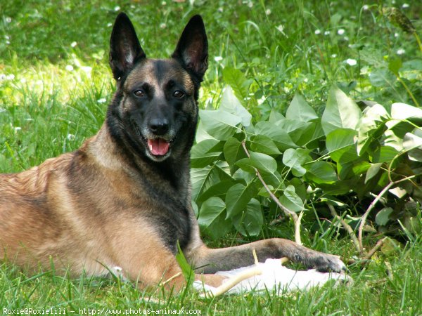 Photo de Berger belge malinois