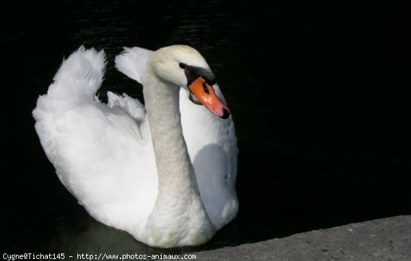 Photo de Cygne