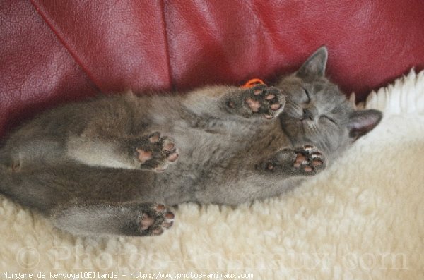 Photo de Chartreux