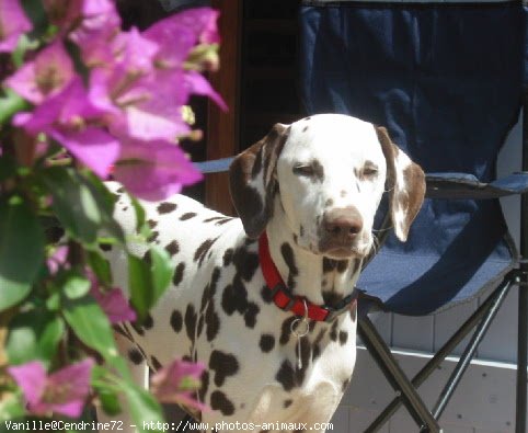 Photo de Dalmatien