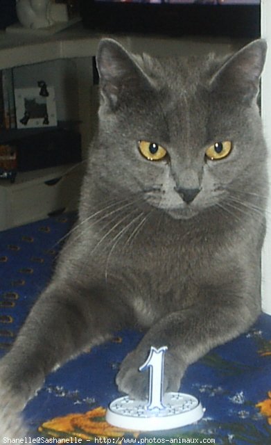 Photo de Chartreux