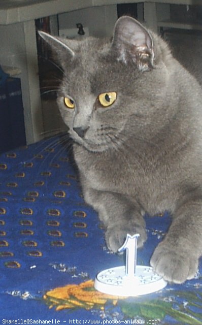 Photo de Chartreux