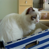 Photo de Ragdoll