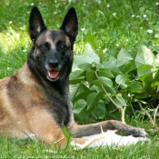 Photo de Berger belge malinois