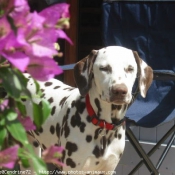 Photo de Dalmatien