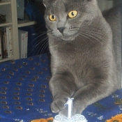 Photo de Chartreux