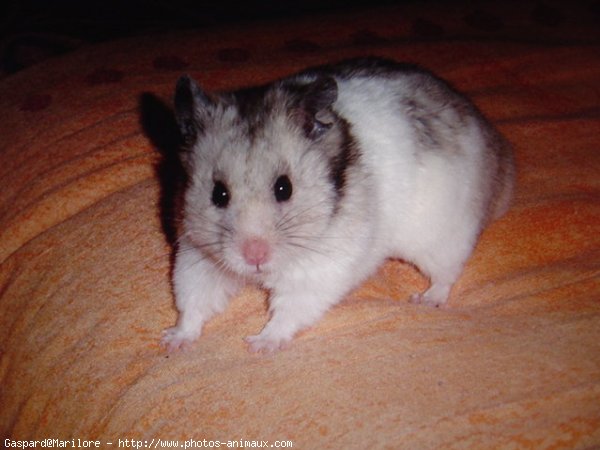 Photo de Hamster