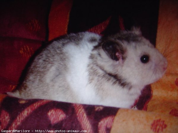 Photo de Hamster