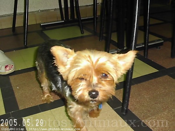 Photo de Yorkshire terrier