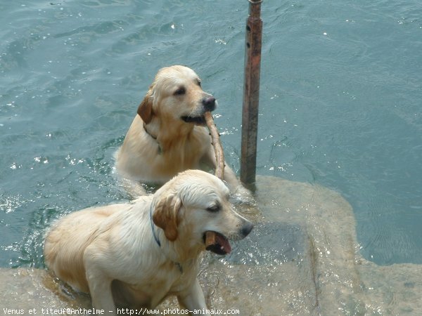 Photo de Golden retriever