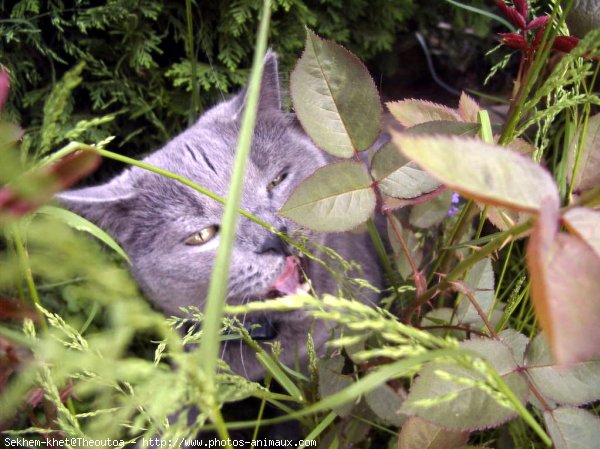 Photo de Chartreux