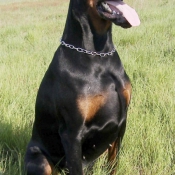 Photo de Dobermann