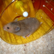 Photo de Hamster