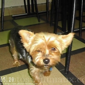 Photo de Yorkshire terrier