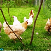 Photo de Poule