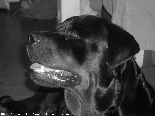 Photo de Rottweiler