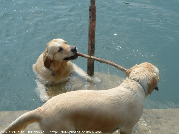 Photo de Golden retriever