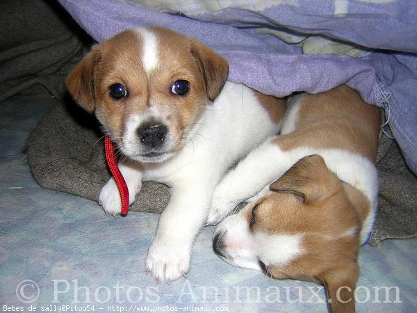 Photo de Jack russell terrier