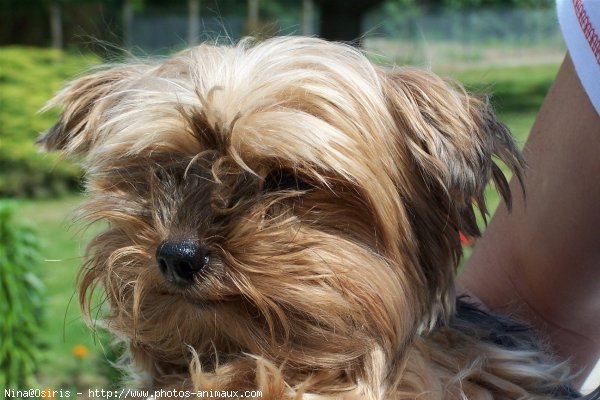 Photo de Yorkshire terrier