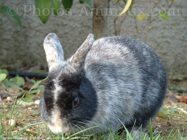 Photo de Lapin