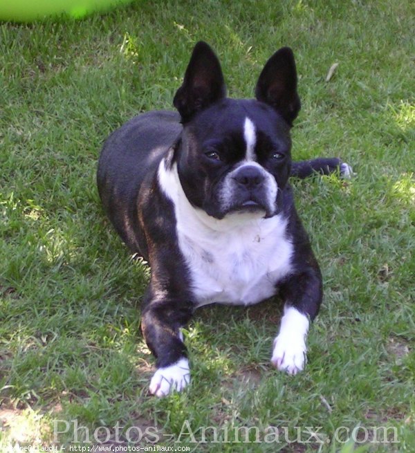 Photo de Boston terrier