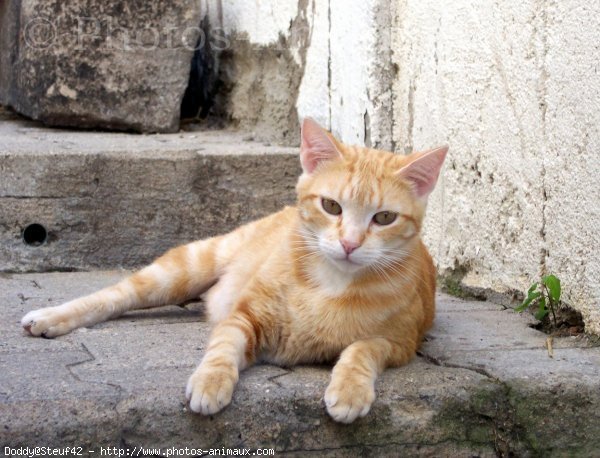 Photo de Chat domestique