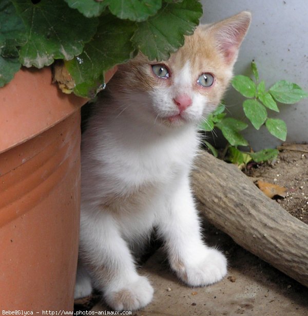 Photo de Chat domestique